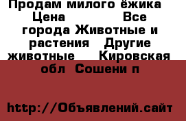 Продам милого ёжика › Цена ­ 10 000 - Все города Животные и растения » Другие животные   . Кировская обл.,Сошени п.